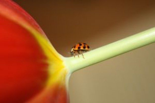 Coccinellidae ladybird United States on tulip 2 about Biology Flora and Fauna